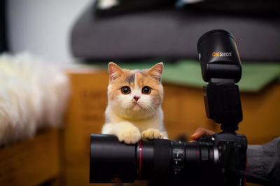 上海宸逸乐宠物