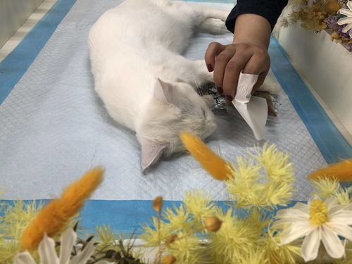 武汉宠爱多宠物善终中心,常年专注于宠物火化 宠物殡葬领域